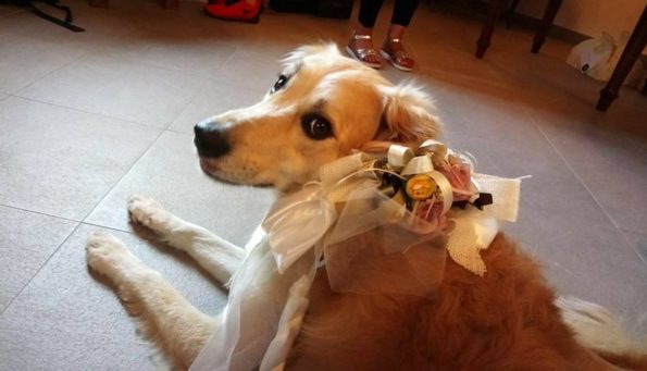 Matrimonio con Fido - arriva il wedding dog