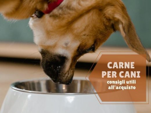 carne per cani - consigli utili all'acquisto